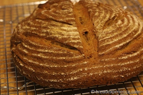 [einkorn-bread-sponge318.jpg]