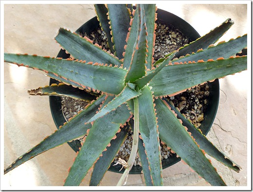 110925_Aloe-KG14_06 110925_Aloe-KG14_06