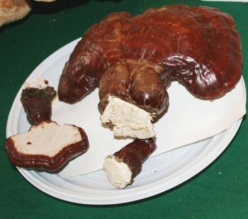 Beneficios de la ganoderma Beneficios de la ganoderma