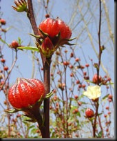 Christmas sorrel
