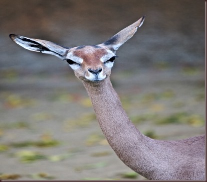 Amazing Animal Pictures Gerenuk (1) Amazing Animal Pictures Gerenuk (1)