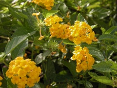 Gold Mound Lantana