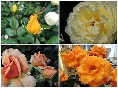 FANCL「ローズガーデン」イエローオレンジ系のバラ