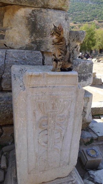 Cats of Ephesus