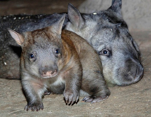 CORRECTION CORRECTION Baby Wombat