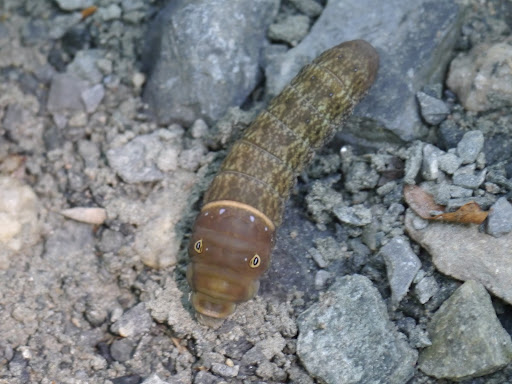 P1090319