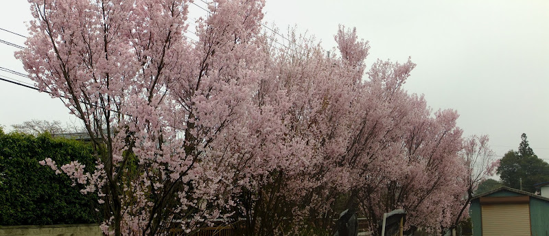 空っ風街道の一番西側の道ばたの桜。かなり良かった