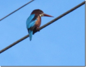 Kingfisher 2