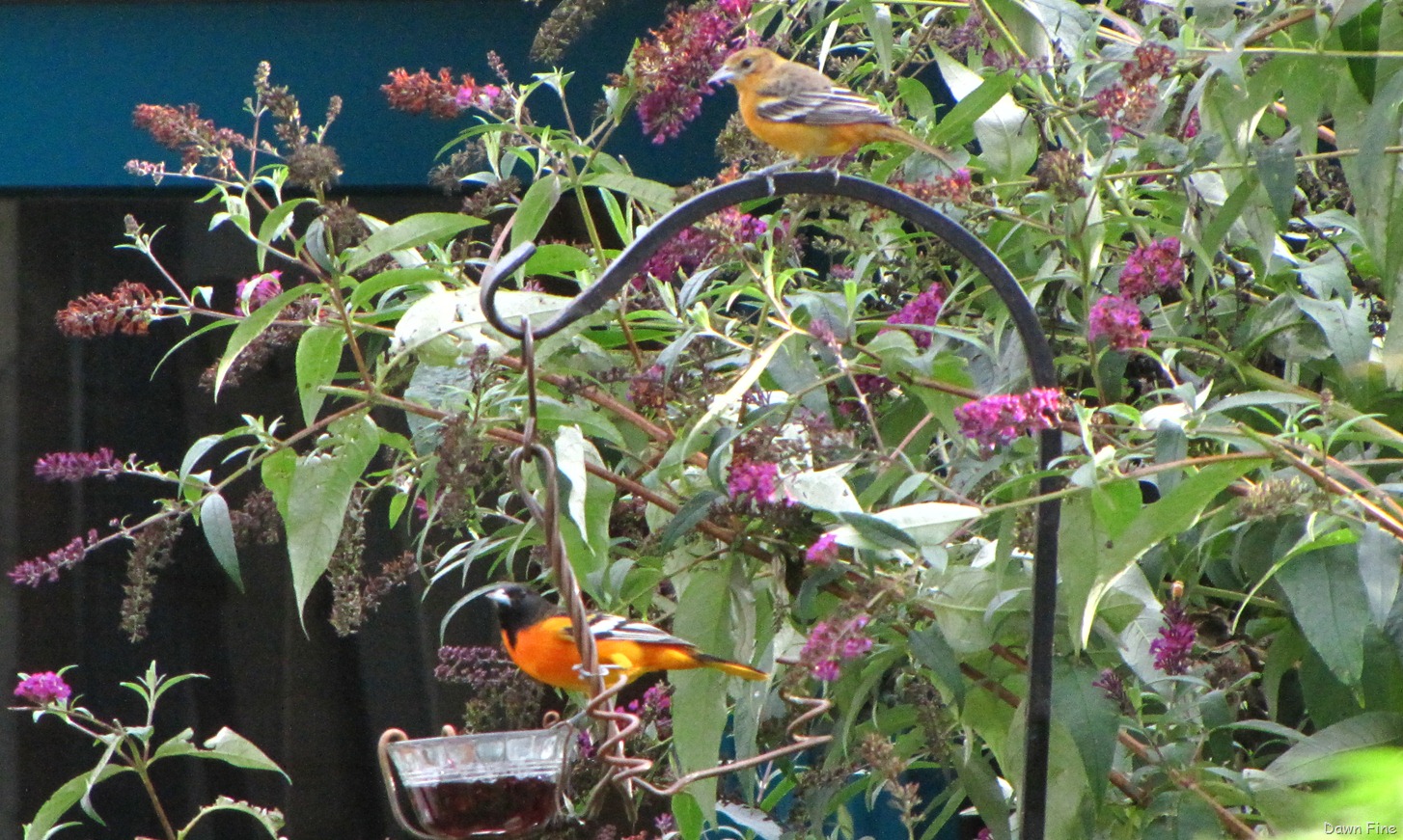 [Wellfleet-Audubon_0138.jpg]