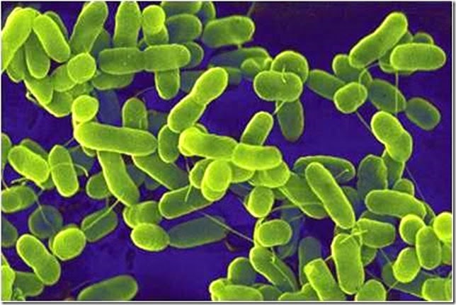 E coli (Bacteria) E coli (Bacteria)