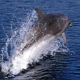 Bottlenose dolphin