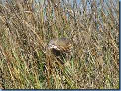 7093 Texas, South Padre Island - Birding and Nature Center - American Bittern