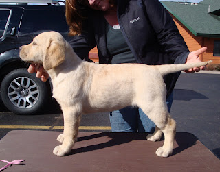 9 weeks
Beautiful stacked photo of Brinkley