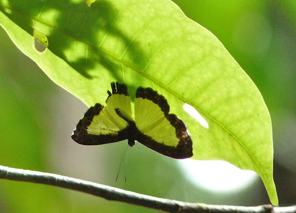 Riodinidae : Nymphidium cachrus FABRICIUS (1787). RN2 près de la Rivière Comté (Guyane), 17 octobre 2011. Photo : C. Chazal