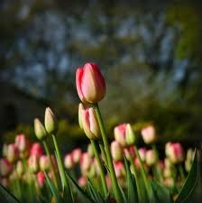 [tulips_wikimedia%2520commons%255B8%255D.jpg]