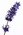 lavende lavende