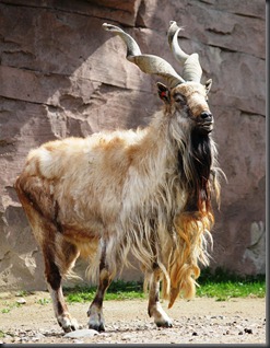 MARKHOR