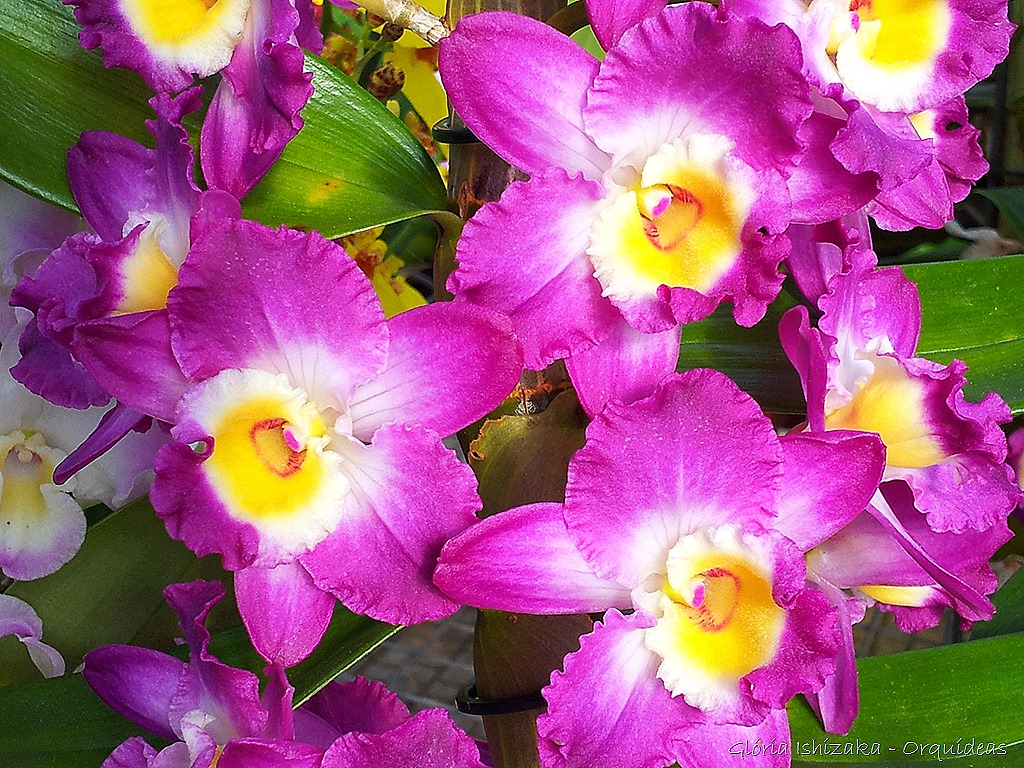 [Glria-Ishizaka---orquideas-1513.jpg]
