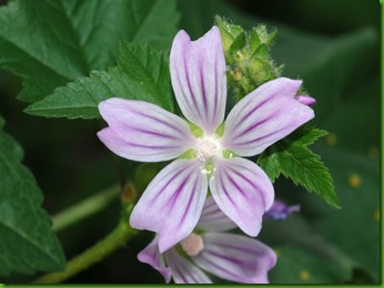 Lavatera cretica1