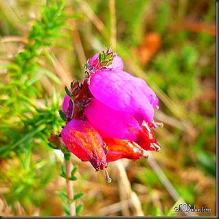 P1180068 P1180068