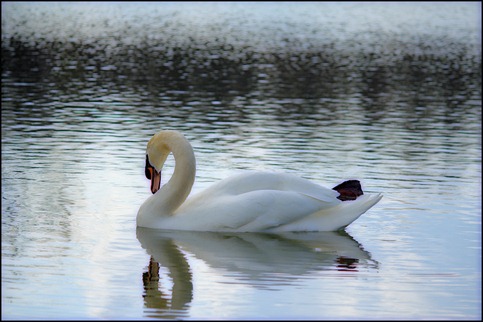 Swan Nemacolin2 Swan Nemacolin2