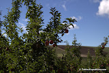 Apple orchard