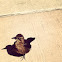 Great-tailed Grackle