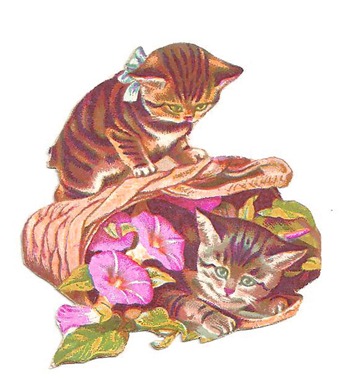 basketskittens basketskittens