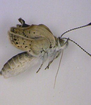 Adult pale grass blue (Zizeeria maha) butterflies from the Fukushima area show numerous mutations. Otaki, et al., 2012 via BBC