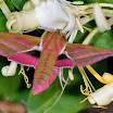 Large Elephant Hawk on honeysuckle_edited-1.jpg