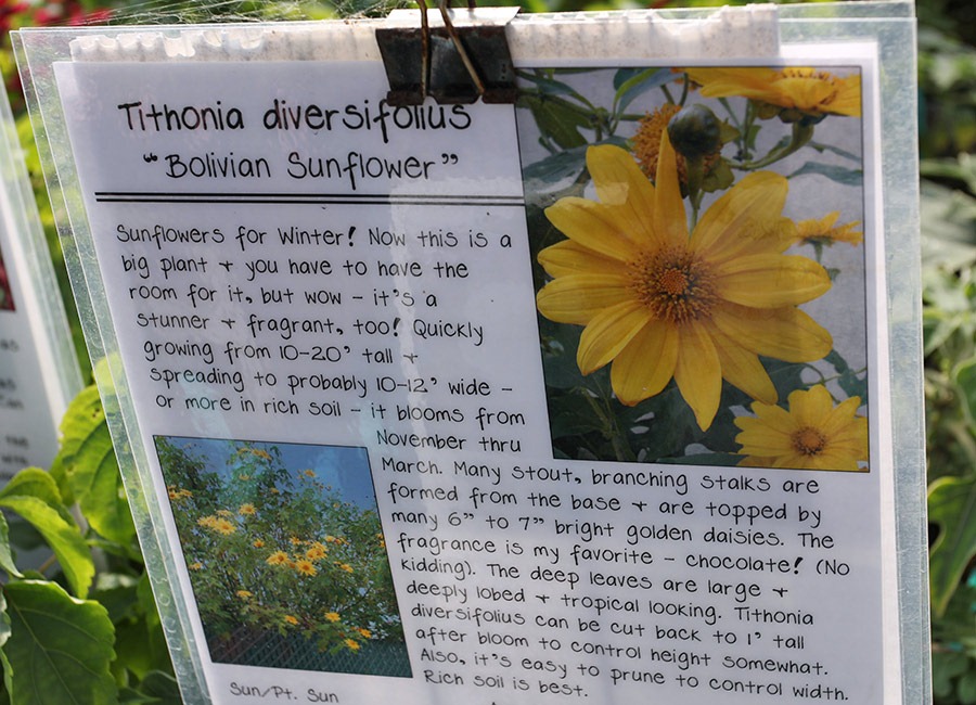 [110211_AnniesAnnuals_Tithonia-diversifolius_01%255B3%255D.jpg]