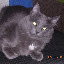 cats_reneseme_2009-12-18_01.JPG