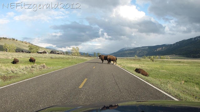 [IMG_1799Lamar%2520ValleyBison%255B9%255D.jpg]