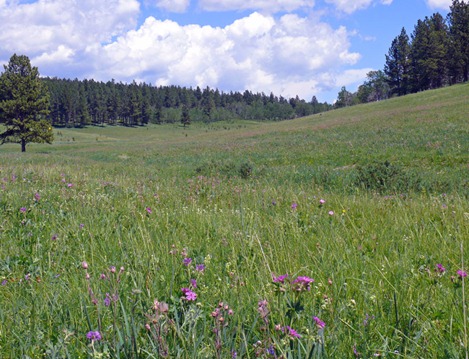 Floral Valley Floral Valley
