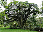 Botanischer Garten, Limbe