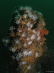 Betsy Anna: actinothoe sphyrodeta wave in the current