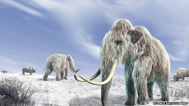 Illustration of woolly mammoths. Researchers have found evidence to suggest that climate change, rather than humans, was the main factor that drove the woolly mammoth to extinction. Graphic: Science Photo Library