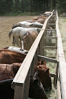 Baldwin is known for its string of horses. Horsemanship Merit Badge is popular, as are afternoon horse rides and overnight horse rides.