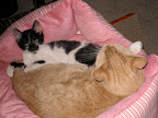 Ginger and Danny 
 