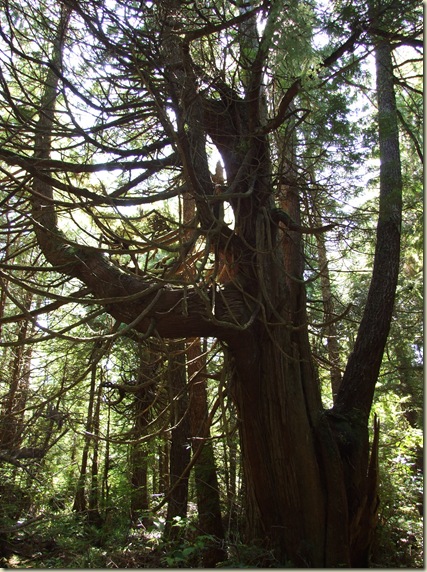 Trees do amazing things in the northwest climate
