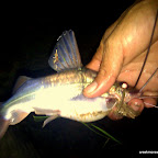 Herman catches this catfish at night by hand! Herman catches this catfish at night by hand!