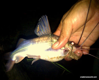 Herman catches this catfish at night by hand! Herman catches this catfish at night by hand!