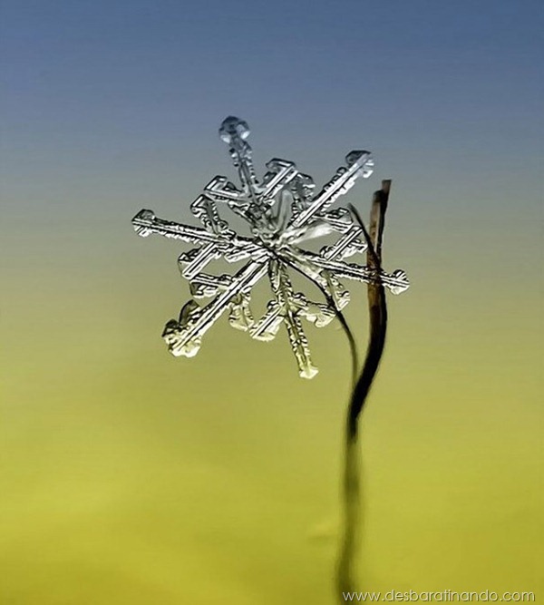 flocos-de-neve-macro-snowflakes-macro-photography-andrew-osokin-desbaratinando (6) flocos-de-neve-macro-snowflakes-macro-photography-andrew-osokin-desbaratinando (6)