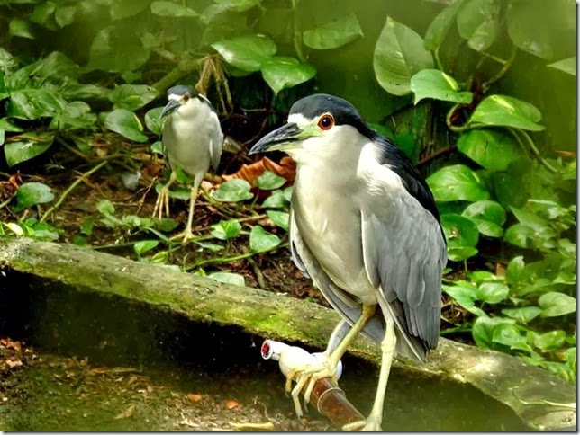 Guyana_Zoo_DSC07015