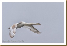 MUTE SWAN