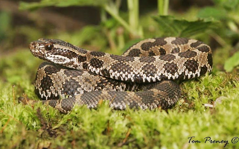 1000+ images about Amphibians &amp; Reptiles of Missouri on