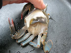 Lift each point of the crabs soft shell and cut away the feathery looking lungs from underneath