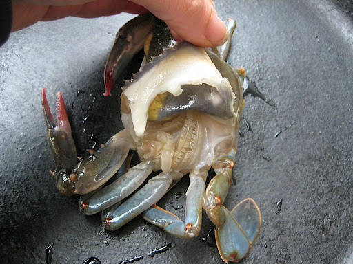 Lift each point of the crabs soft shell and cut away the feathery looking lungs from underneath