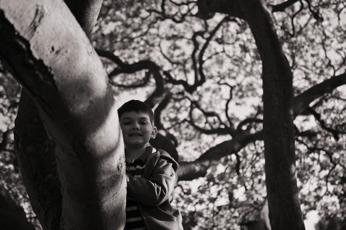 Thetree 2