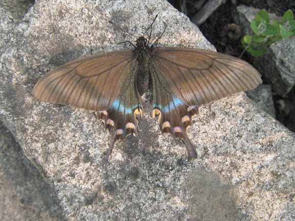 Papilio maackii MÉNÉTRIÈS, 1859. Narichnyi (à l'ouest de Partizansk, Primorskij Kraj), 22 juin 2011. Photo : G. Charet